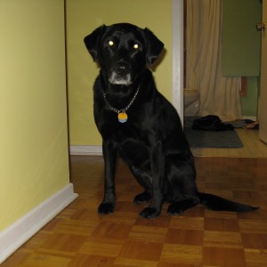 Daisy waiting to be let in